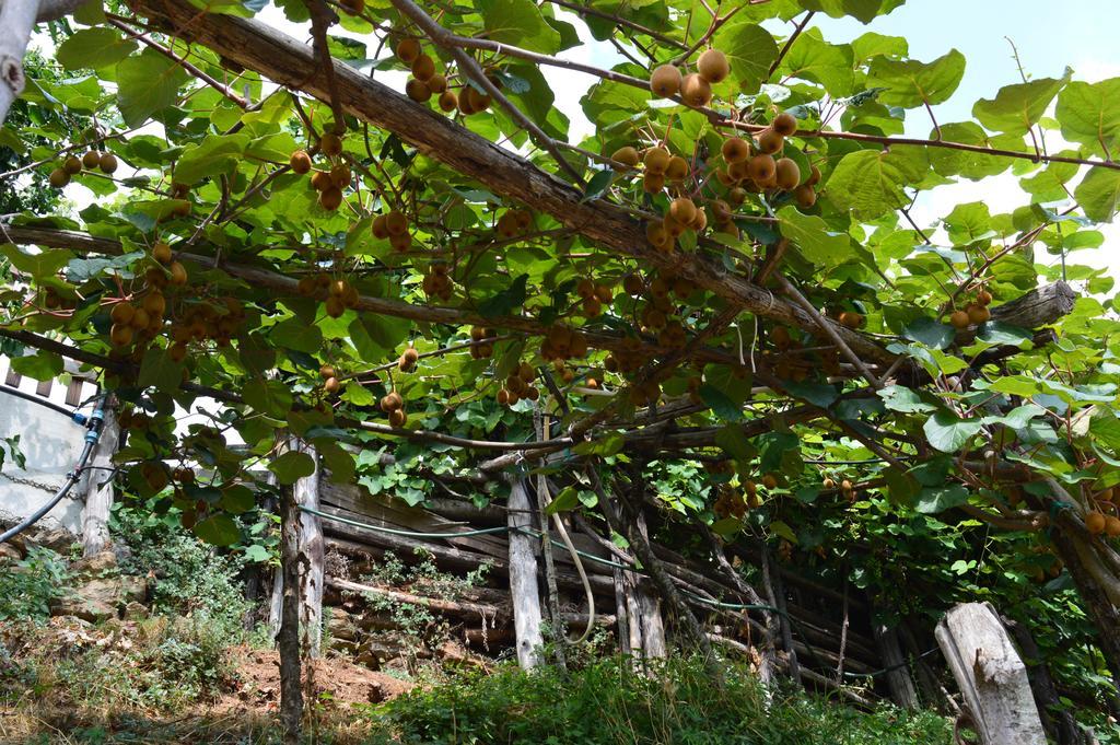 Agriturismo E Turre Serrastretta Esterno foto